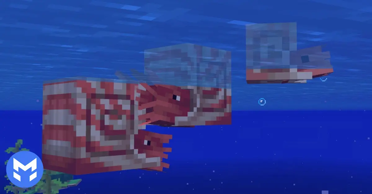 محل یافتن ناتیلوس (Nautilus)